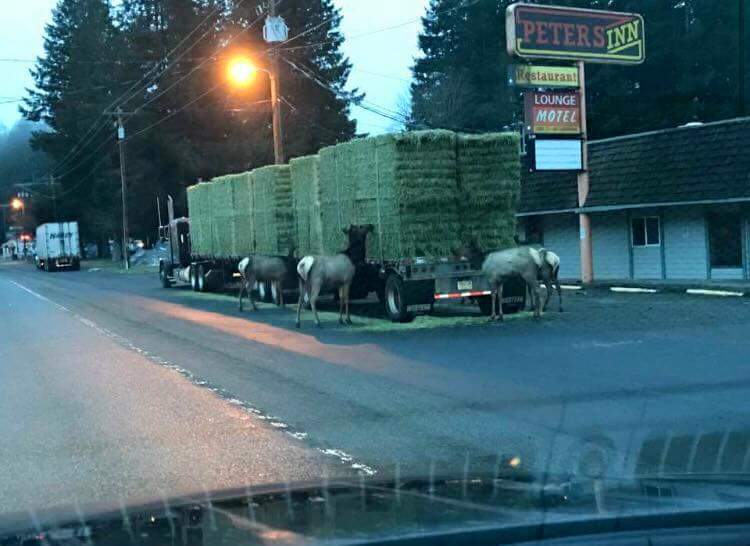 TrailCamNation's tweet photo. When you park your truck in a bad neighborhood https://t.co/SovvMyxLNo