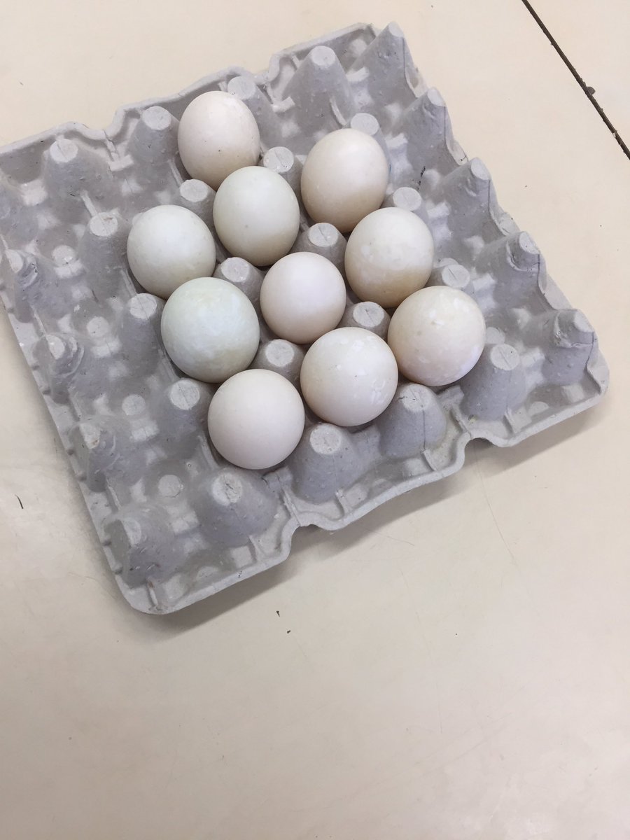 Ms_Broadhead's tweet photo. 10 duck eggs eagerly awaited by 2D @Ms_Broadhead @MitchellWoodsPS https://t.co/BGEGIbZDBn