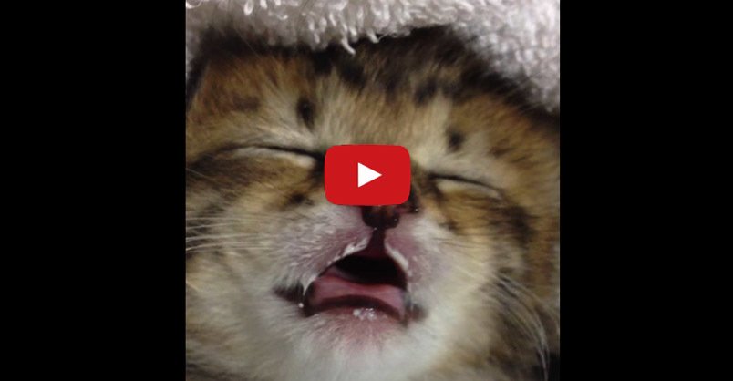 catsnkittys's tweet photo. Cute #Kitten Drinking Milk in His Dreams CLICK to watch > https://t.co/RGMRIk80cc https://t.co/4ctKZsifhY