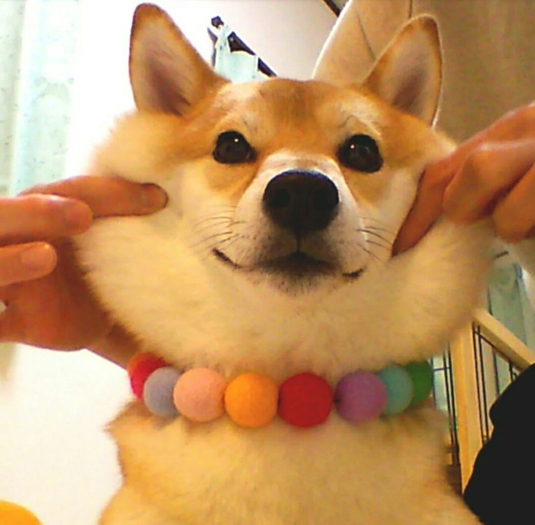 柴犬チャーミー Pa Twitter わんこもちもち プレミアムハイチュウ わんこもちもち 森永製菓 柴犬 犬 Shibainu 柴犬チャーミー プレミアムフライデー 柴犬チャーミー Pa Twitter わんこもちもち プレミアムハイチュウ わんこもちもち 森永製菓 柴犬 犬 Shibainu 柴犬チャーミー プレミアムフライデー