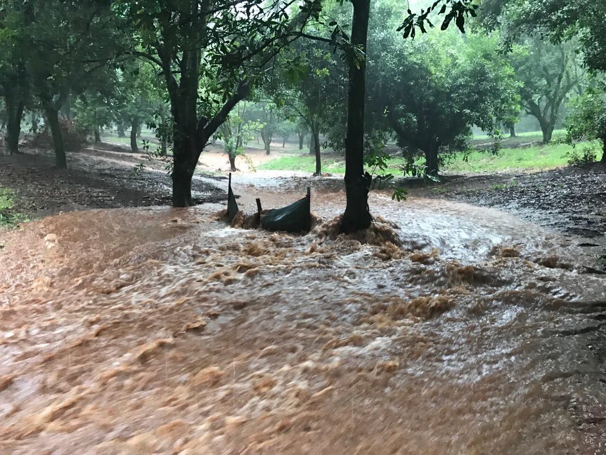 Fast flowing water through macadamia orchard at Numulgai <a href="/AusMacadamias/">AustralianMacadamias</a> <a href="/ABCRural/">ABC Rural</a>
