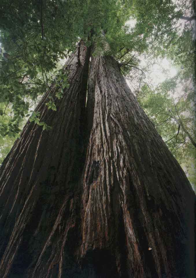 Late night tree tweeting brought to you by this Coastal Redwood 😎 #treemovement