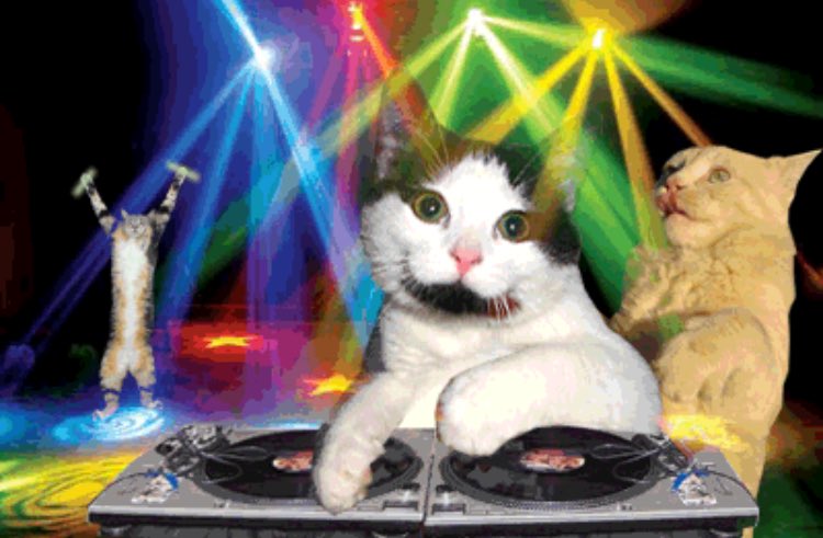 ThomasSanders's tweet image. *Show Ends*

"Come on, everyone! Time for the post-show cats party!"

"Don't you mean cast part--"

*Lights shut off, strobes turn on*