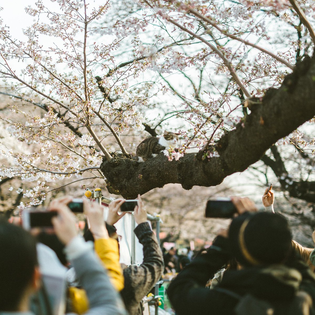 catzcrewz's tweet image. ที่ ueno park ตอนแรกงงว่าผู้คนมามุงอะไรกัน
พอเข้าไปใกล้ๆเท่านั้นแหละ มีแมวมาหลับอยู่บนต้นซากุระ น่ารักมาก 5555