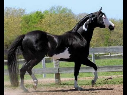 AtTheRey's tweet photo. Mis caballos..
-Ya tenía uno: Cancerbero 
Me regalaron otro: Luz de Alba 

(Están en la casa de campo de la Flia Starbeam) https://t.co/3XxCql44m3