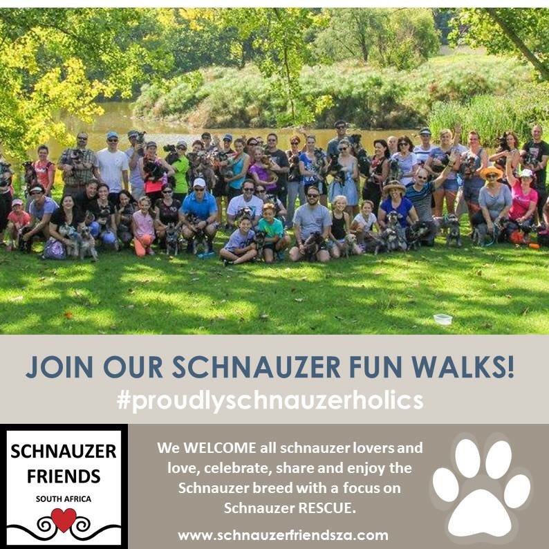 schnauzerza's tweet photo. SCHNAUZERS LOVE FRIENDS! All socialized schnauzers welcome. View the event tab on our Facebook page. https://t.co/4T0Ka15N1C