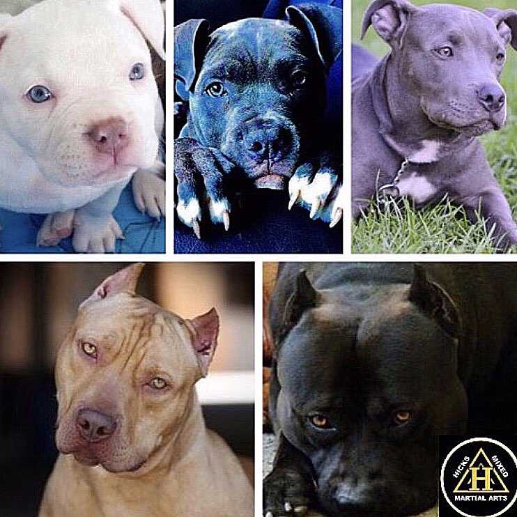 Royaltiesrick's tweet photo. Growing from puppies to professionals at @hicksmma with the help of my incredible professor #marcushicks #bjj #bjjdogs #bjjlife #txmma #jits https://t.co/An3AAuB7wo