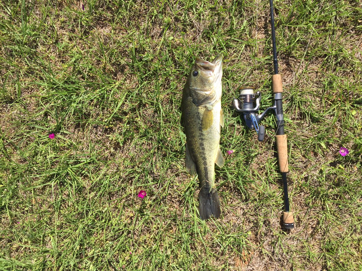 texas_angling's tweet photo. Caught my 100th bass of the year today! https://t.co/XrKzzce2k1