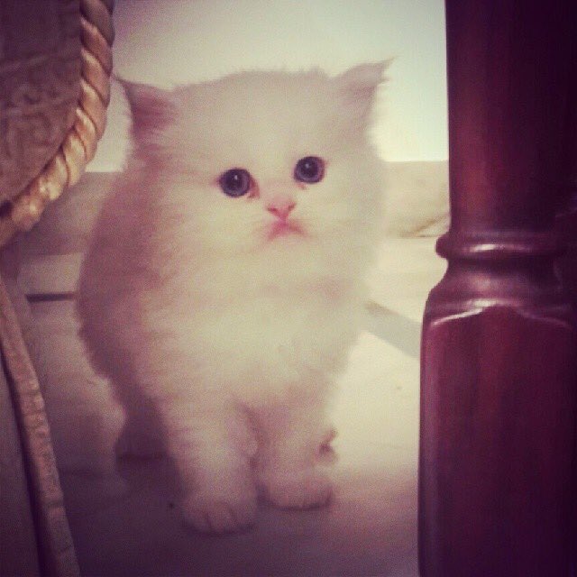 spopalzai's tweet photo. #ThrowbackKitten https://t.co/djKmNNAOva