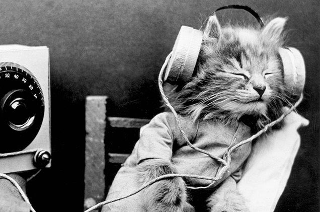 Lisamoniquepool's tweet photo. @CVHISTORYFEST Thank you for podcasting your talks: 💙 them & so does the cat #happyloafing 💐🐾 https://t.co/XHyD0Fq2tj
