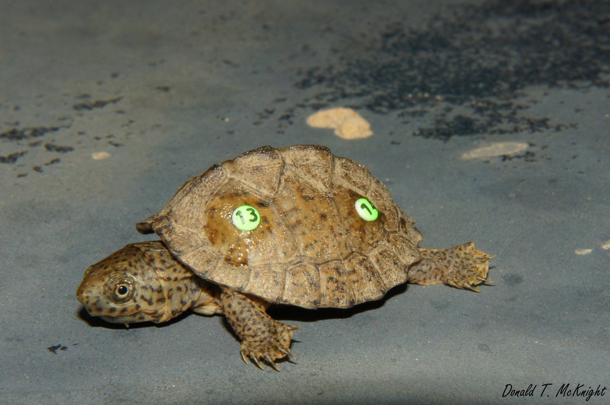 donaldmcknight2's tweet image. During my MS, I used colored/numbered &quot;bee tags&quot; to monitor tiny #turtles. #FieldFlashBack #Tiniestturtle #TinyHerps #reptiles #fieldwork