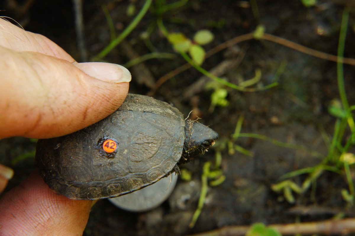 donaldmcknight2's tweet image. During my MS, I used colored/numbered &quot;bee tags&quot; to monitor tiny #turtles. #FieldFlashBack #Tiniestturtle #TinyHerps #reptiles #fieldwork