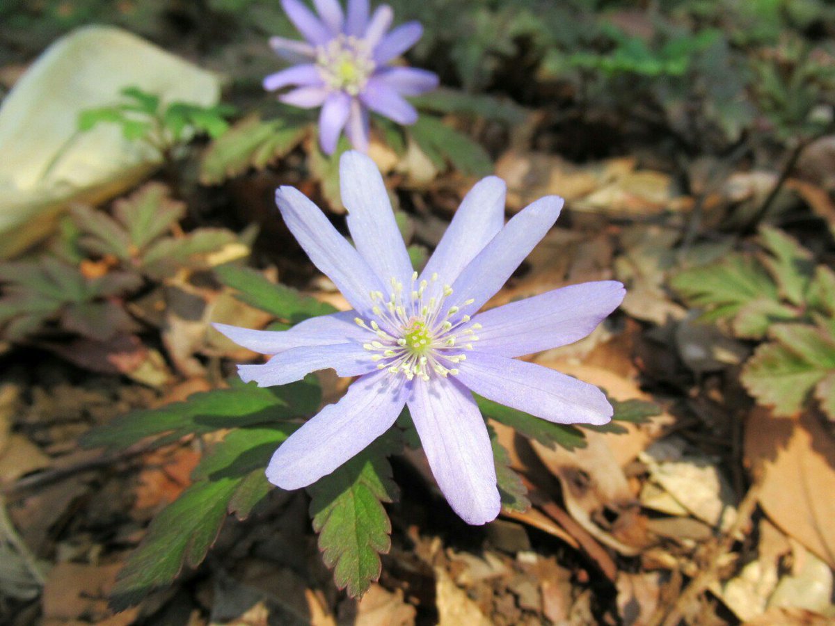 雑草図鑑 準備中 101 キクザキイチゲ キンポウゲ科 近畿以北に分布 菊のような花を一輪つけ 色は白または紫 系 春の野山や野草園で出会いやすい 近縁のアズマイチゲと花は似るが葉の形が違う アズマイチゲに比べれば葉も菊に似た感じ 花 山