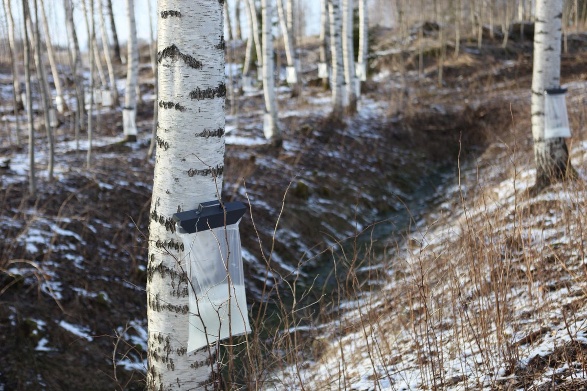 birch_sap's tweet photo. Šodien balta ziema, BET tā KĻAVU un BĒRZU sulu tecēšanu nav apstādinājusi! Nākamā piegāde uz Rīgu pirmdien! Piesakieties birzi@birzi.lv https://t.co/A1uOo3mjsx