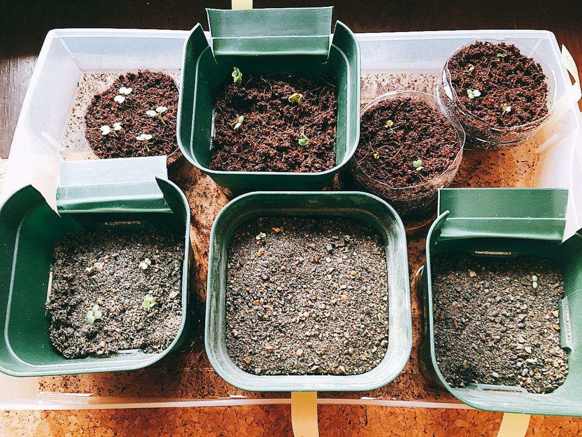 なちゅら 菜園初心者 ビオトープ 催芽まきをした二十日大根やサニーレタス 春菊 ミニトマトに生えていた白い綿のようなものはカビではなかった 知らずに水で洗い流してポットへ移し替えました 催芽まきについてサイトでもアップしてみました