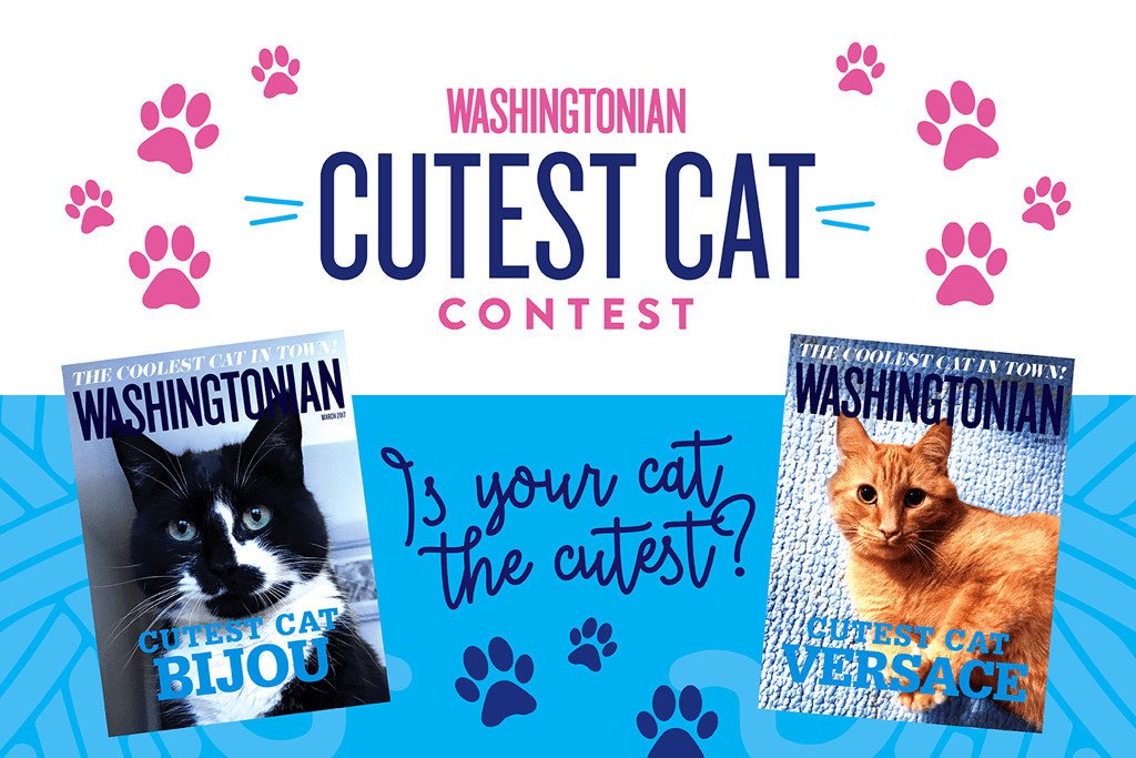 the_viralvideos's tweet photo. Vote for Huck L. Berry in the 2017 Cutest Cat Contest! 
https://t.co/fJk7W576LC https://t.co/LNoQmy6XmL