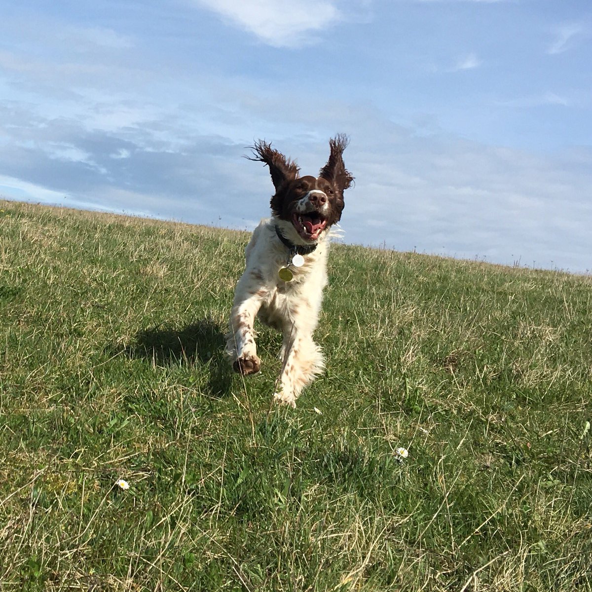 Woohoo! It's Friday! Nearly our day off 😆
#FridayFeeling #thepetsbiz