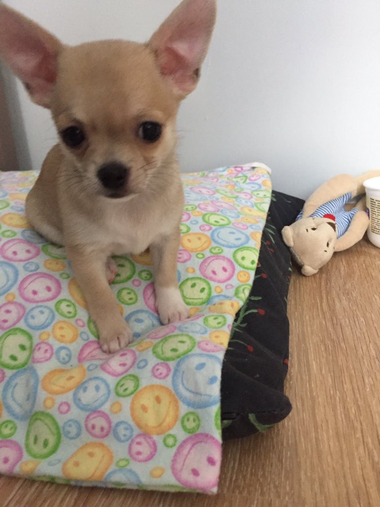 dimaveber's tweet image. Мой щеночек