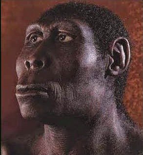 on Twitter: "jenis penduduk pribumi: PITHECANTHROPUS ...