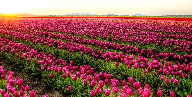 Buddies! Liburan Ke Korea Di Februari Sampai Mei ? Intip Acaranya Yuk! goo.gl/407oln