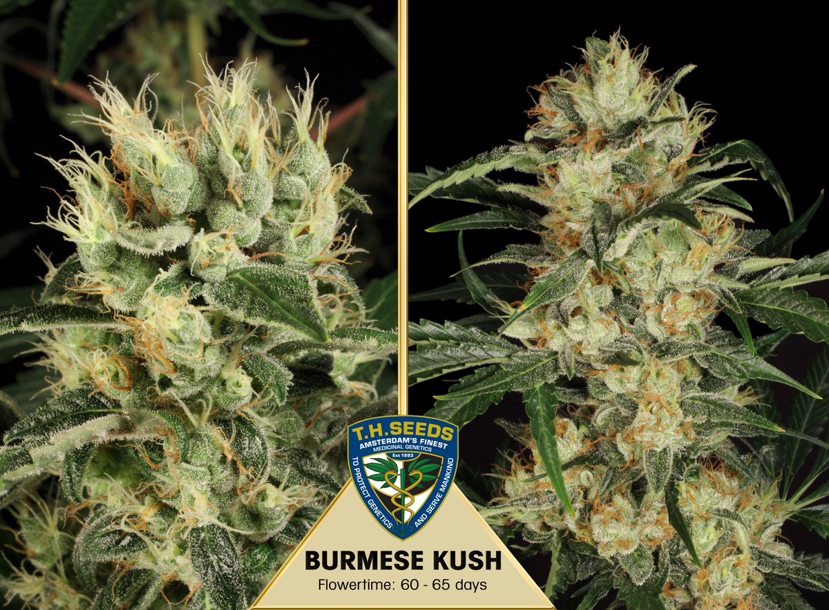 T.H.Seeds® Amsterdam tweet media