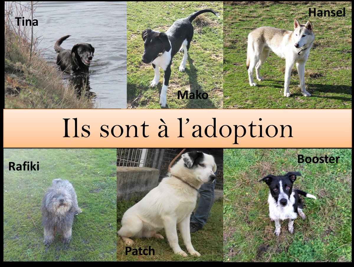 SpaBdx's tweet photo. Nos #chiens à l'#Adoption. #animaux #bordeaux #spa #gironde #aquitaine #AdoptDontShop #dogs #amour #bonneaction https://t.co/f9DDrN3rF1