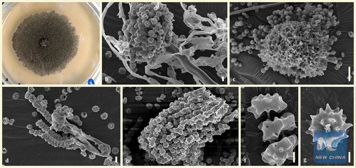 Fungus 'eating' plastic! CAS scientists find Aspergillus tubingensis, a novel polyester polyurethane degrading fungus isolated from soil