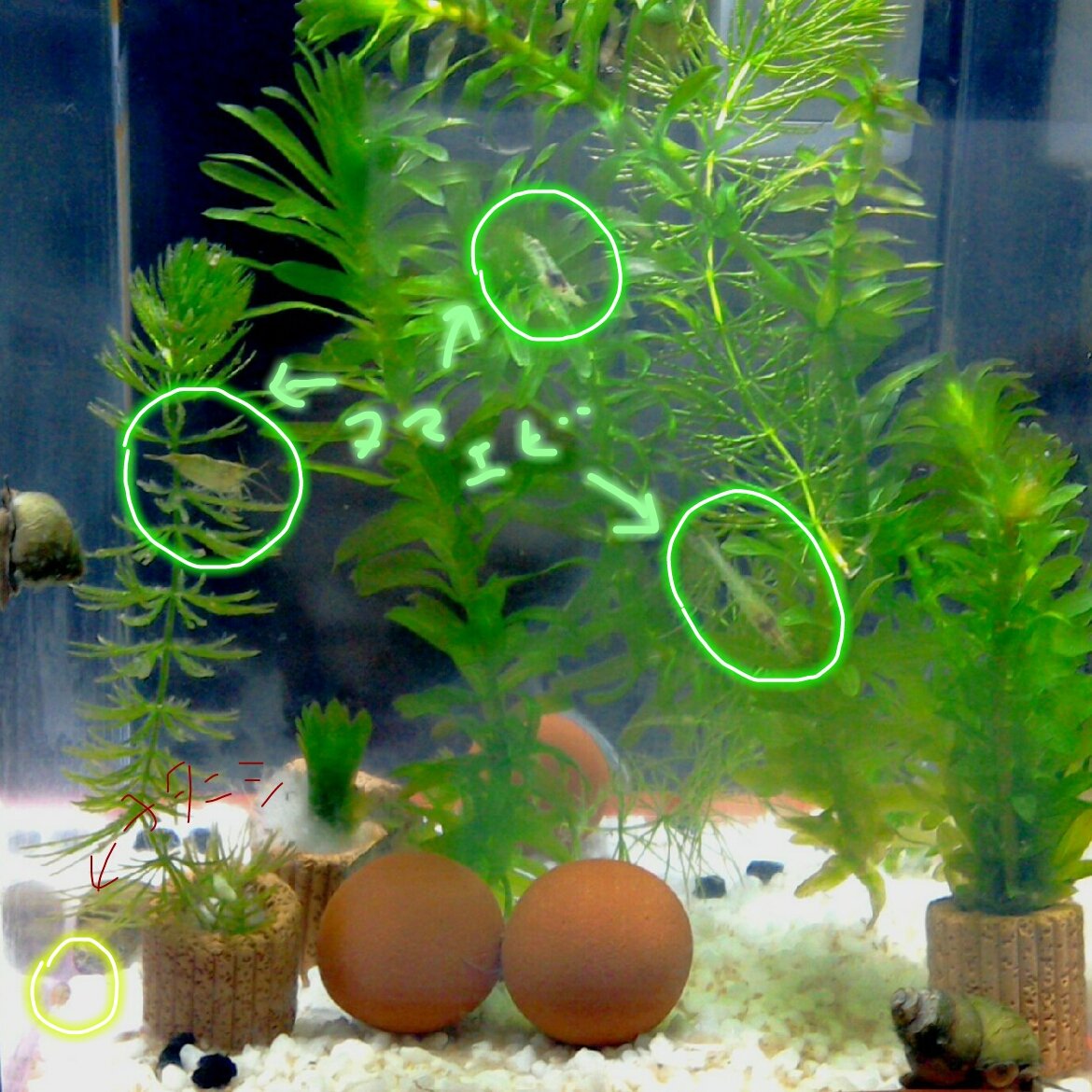 Tamu 今夜のヌマエビ 今水槽2つです 寒かったのと光量不足 で 水草すぐ枯れてしまうです 右側 ヌマエビの間のミドリのまるいのが 届いたばかりの 巻きたてウィローモスだったり みえないけど左側 後ろに黒メダカと青メダカがいるです メダカ