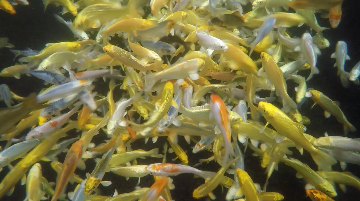 BerryRingAqts's tweet photo. Who's ready for Easter? We have lots of English fish available to go outside now. #greenline #pondfish #pondseason #ponds #koi #englishkoi https://t.co/FziSJyQs2c