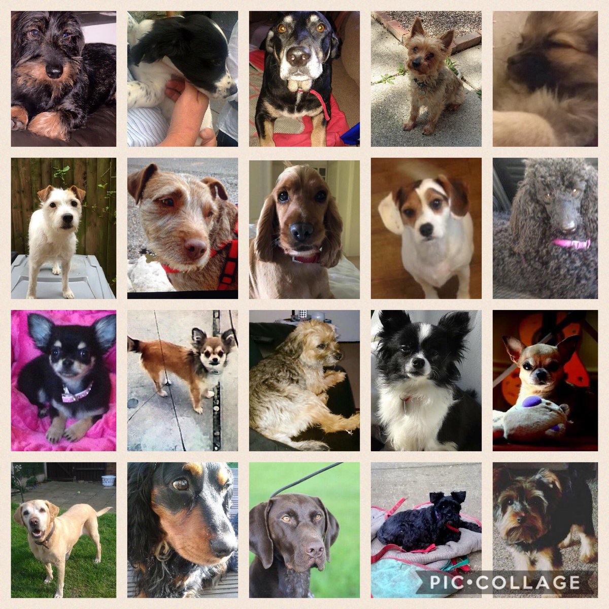LisaLisaw1's tweet photo. Where are all these thousands of #Missing #pets... These are just a few who are #lost #Missing or #stolen 💔 #CheckThatChip #CheckandChip https://t.co/yYCgoFokzN