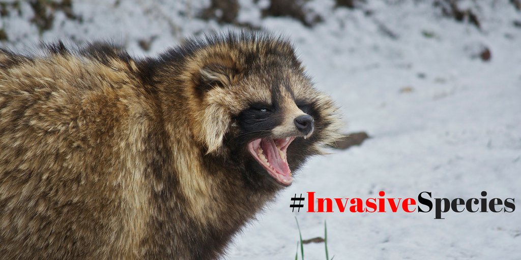 BirdLifeEurope's tweet photo. Invasive species are one of the four great drivers of extinction https://t.co/xgn6oT54B6 #InvasivesWeek https://t.co/HMW0cZtHsB