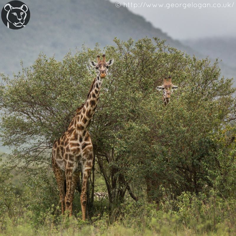 When you turn up to an event in the same outfit as your friend... So you just make do! #FridayFeeling #Giraffe | Photo by <a href="/georgelogan/">George Logan Studio</a> 🐾