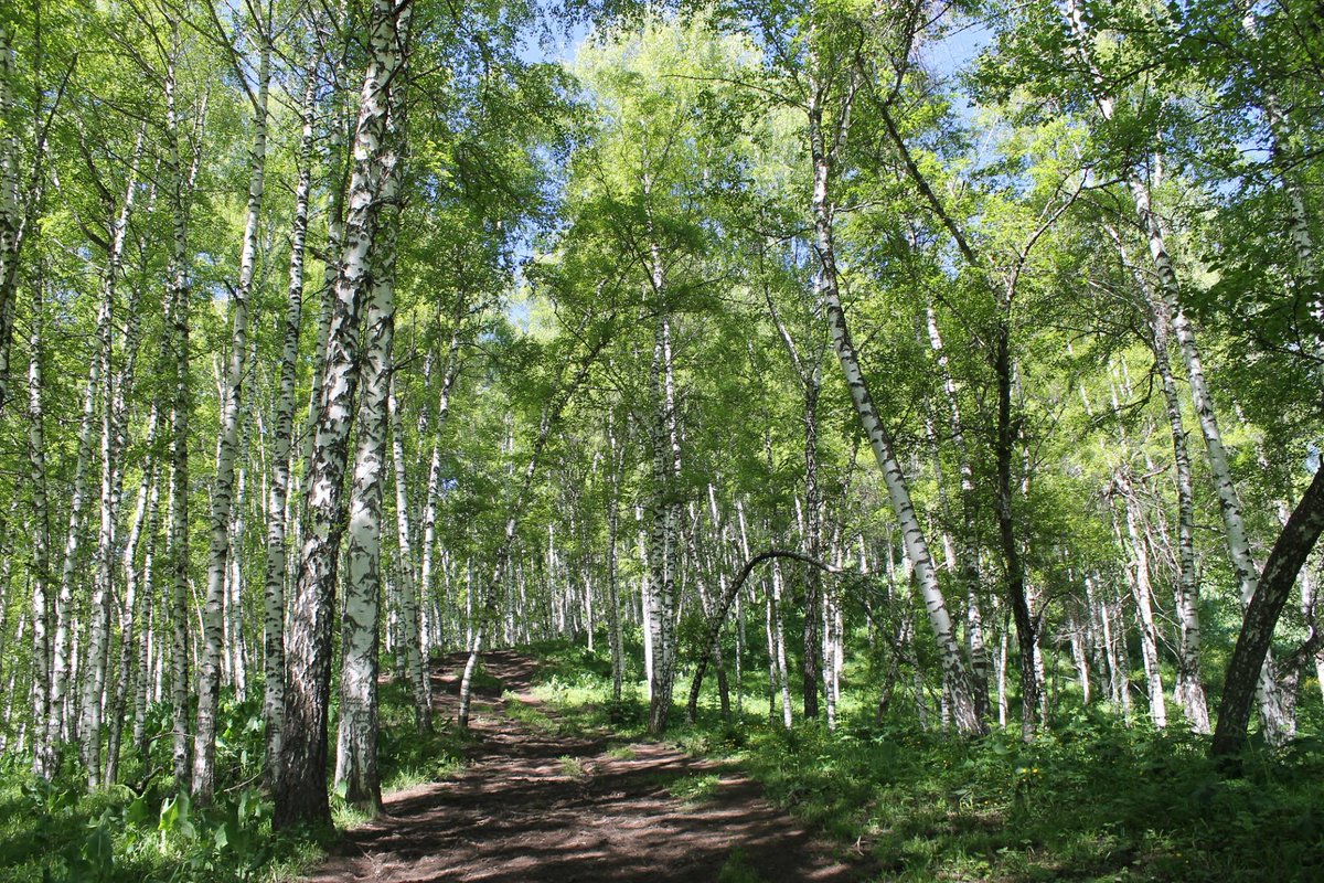 UNEP_Russian's tweet photo. Роль лесов в качестве охладителей важнее, чем в качестве поглотителей углерода: https://t.co/JQoMa3lMbc 📷Светлана Спатарь #ShapingForests https://t.co/Cekg5yWL44