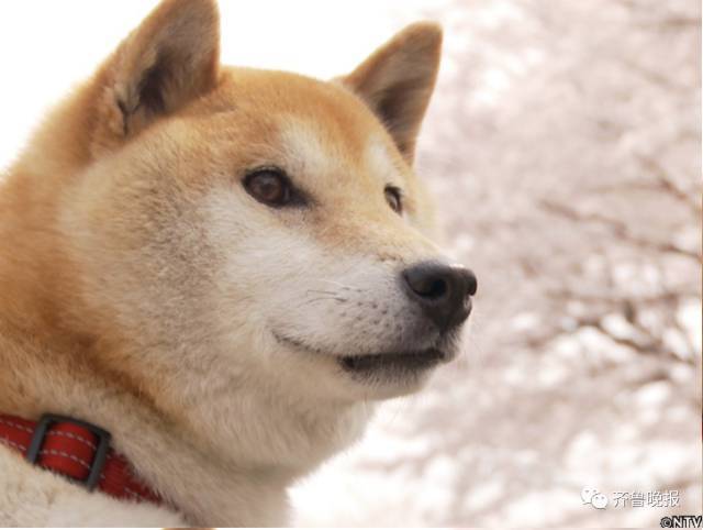 Cctv On Twitter Rip Doge Shiba Inu Who Inspired Popular