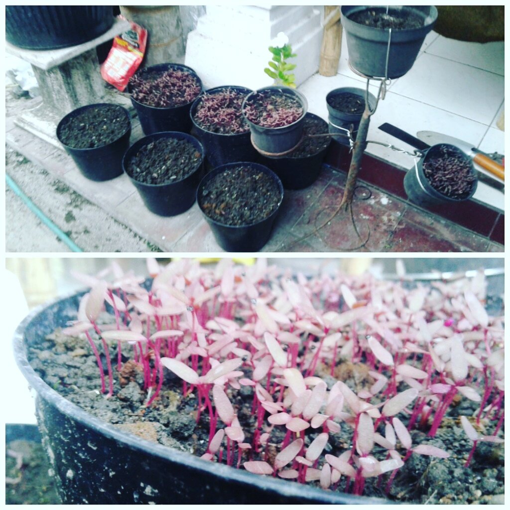 AfandiEkaPutra's tweet photo. Mari berkebun. Dengan tempat pot, sayur juga bisa optimal pertumbuhannya, disesuaikan saja #thltbpp #UrbanFarming https://t.co/2N2wj20aWw