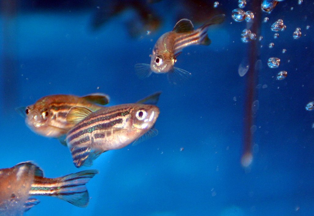 NIFESinfo's tweet photo. Folatmangel i fôr gir færre og svakare fiskeembryo https://t.co/qpXDAuY5OJ https://t.co/sOqqU6P6JN