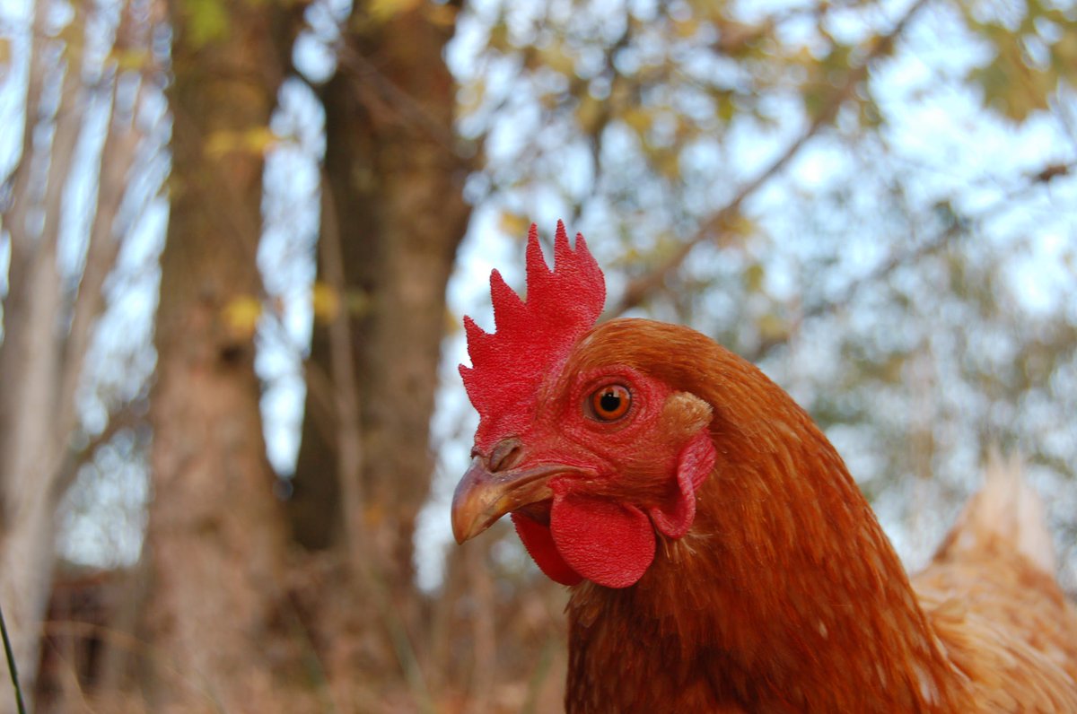 giroola's tweet photo. #hen in #ceresoledalba #giroola #goodtrips #welltakeyouthere #april18th2017 #visitpiemonte #visititaly #cascinaneri https://t.co/eW6pff2Oc4