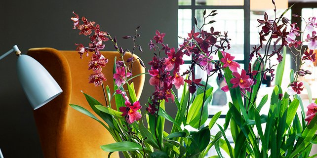 De Cambria geeft met zijn stervormige bloemblaadjes direct een chique twist aan jouw inrichting. Ken jij deze orchidee al?