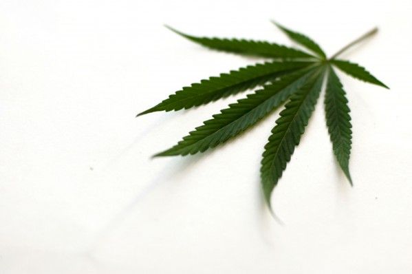 ThinkTankExile's tweet photo. Colorado ER Doctor Study Admits Good and Bad of Cannabis https://t.co/dQfa9kF5xT https://t.co/JbjE4urij0