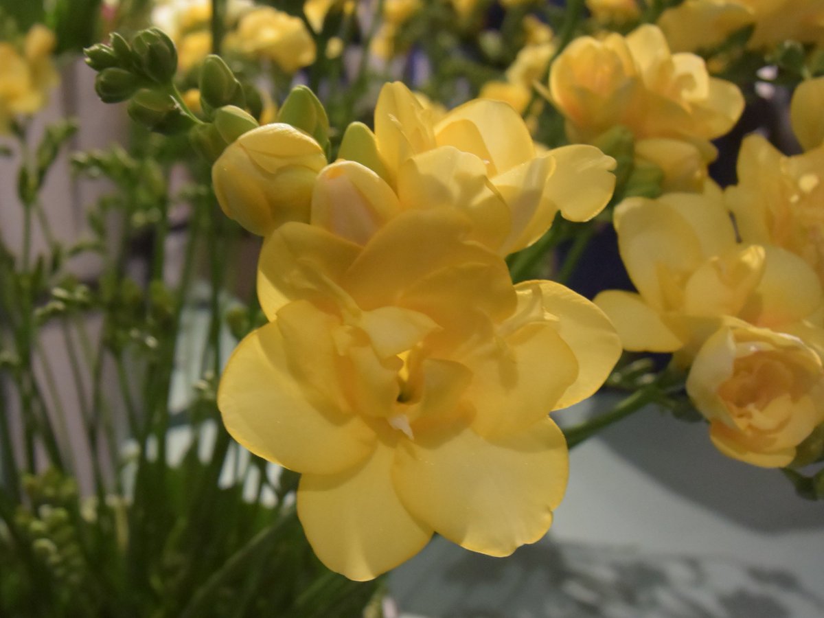 Freesia 'Marseille' wint de jaarlijkse ‘Goemans Trophy’ voor het meest veel belovende, nieuwe Freesia ras tijdens Keukenhof Freesiaparade.