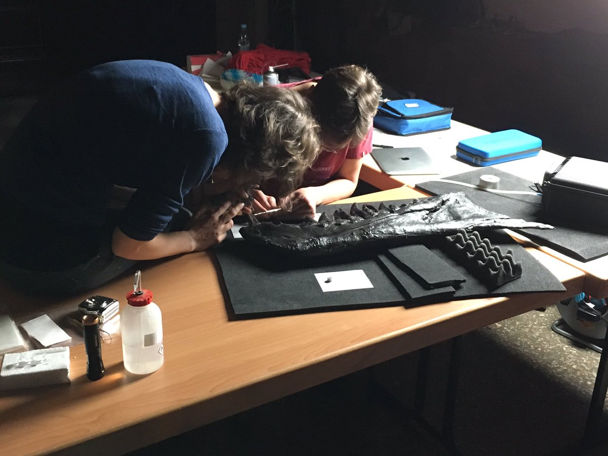 2 Personen, die an einem Stück T-Rex-Kiefer mit einem Bohrer Proben entnehmen.