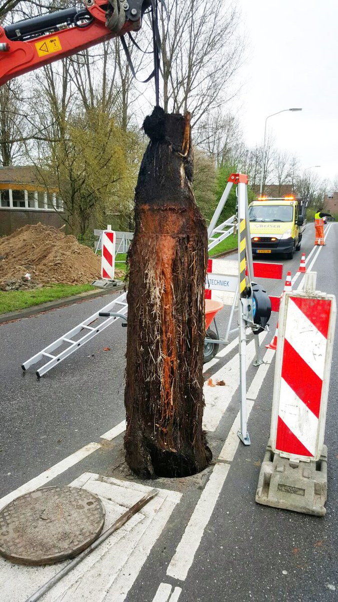 TeKloeze's tweet photo. Zoveel wortelgroei hadden we nog nooit gezien tijdens een #rioolontstopping! https://t.co/gXYPaDh3Je https://t.co/SdH7o1c8AF