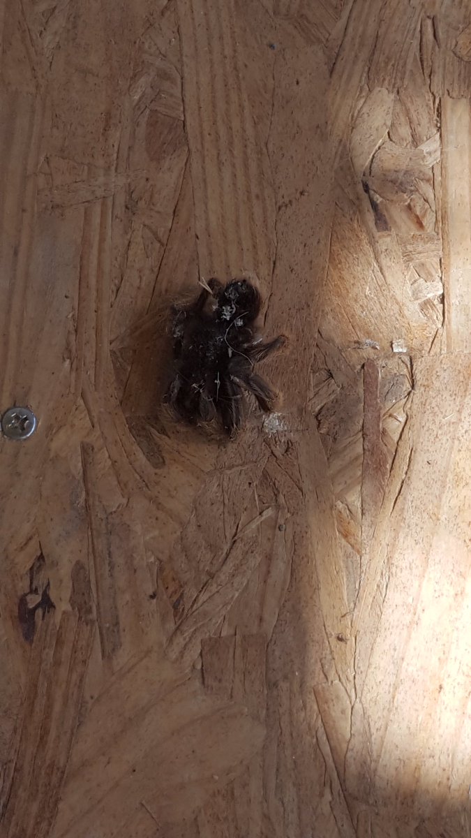 SHinikerAzExt's tweet photo. Tarantula skin after molting, good thing its just the skin! https://t.co/ss8PjzZGGG
