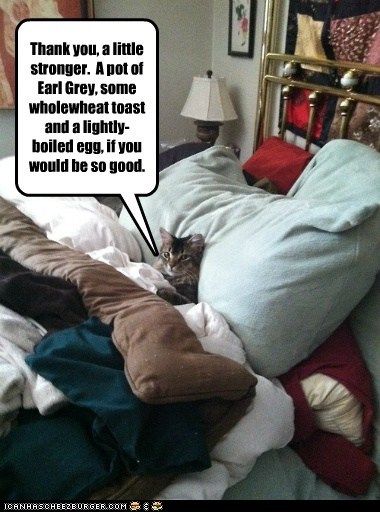 WayofCats's tweet photo. Bad behavior, or feeling badly? Cats are subtle about sickness.  #bad_behavior #catshttp://buff.ly/2nxX6Wr https://t.co/cRgJ46ISCS