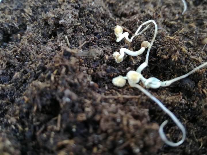 AzPietrasanta's tweet image. è arrivato il momento di trasferire le piantine del pomodoro fiaschetto dal solco in campo aperto. ora sarà la natura a fare il suo corso