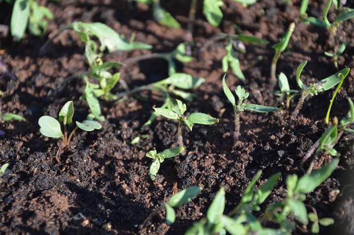 AzPietrasanta's tweet image. è arrivato il momento di trasferire le piantine del pomodoro fiaschetto dal solco in campo aperto. ora sarà la natura a fare il suo corso