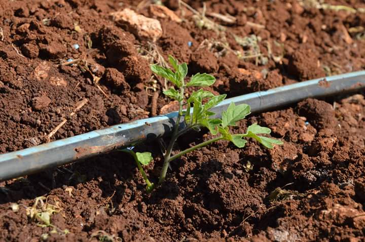 AzPietrasanta's tweet image. è arrivato il momento di trasferire le piantine del pomodoro fiaschetto dal solco in campo aperto. ora sarà la natura a fare il suo corso