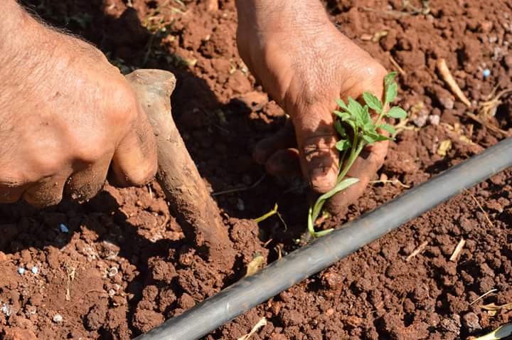 AzPietrasanta's tweet image. è arrivato il momento di trasferire le piantine del pomodoro fiaschetto dal solco in campo aperto. ora sarà la natura a fare il suo corso