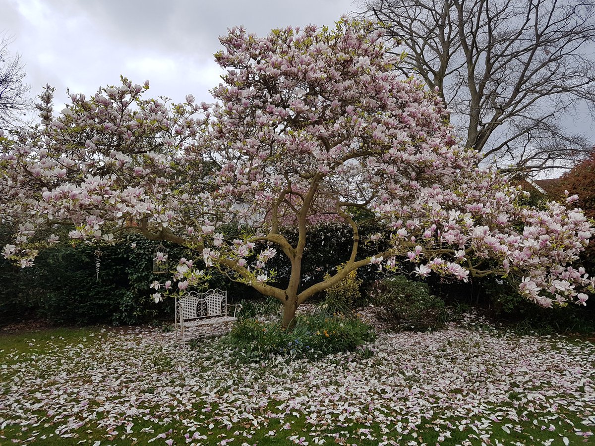 PittsandLilly's tweet photo. An amazing #magnolia at one of our jobs in surrey!! #horticulture https://t.co/wek2ZdVBvc