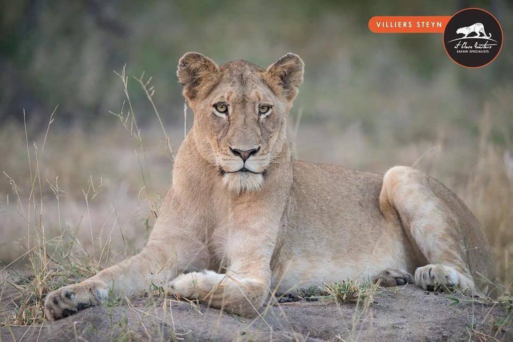 Africa@CloseQuarters tweet media